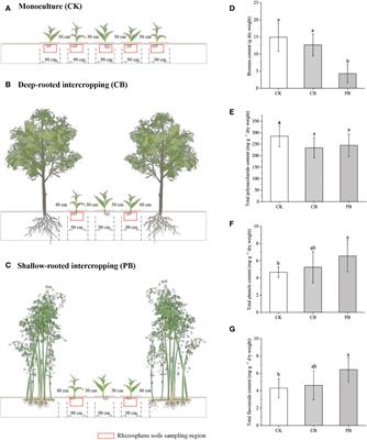 Comparative analyses of functional traits based on metabolome and economic traits variation of Bletilla striata: Contribution of intercropping